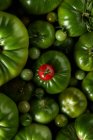 From above of a ripe berry tomato over a bunch of green tomatoes — Stock Photo