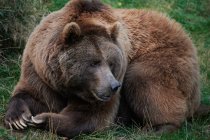 Дикий коричневий ведмідь лежить у траві на дереві — стокове фото