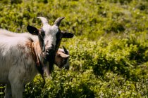 Small cute white brown fluffy goat standing on green grassy slope and staring at camera with wooden fence on blurred background on summer day — Stock Photo