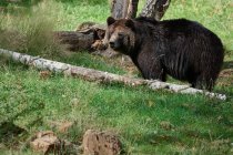 Urso castanho selvagem na grama na madeira — Fotografia de Stock