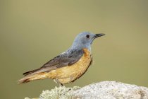 Side view of cute rufous-tailed bird standing on stone in nature on sunny day — Stock Photo