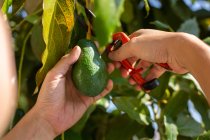 Unbekannter schneidet reife Avocado während der Erntezeit im Garten am Sommertag mit der Gartenschere vom Ast — Stockfoto