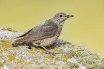 Vista laterale di carino uccello dalla coda arruffata in piedi sulla pietra in natura nella giornata di sole — Foto stock