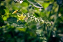 Angle élevé d'inflorescence de Solanum lycopersicum poussant dans des feuilles vertes cultivées dans une exploitation agricole au soleil — Photo de stock