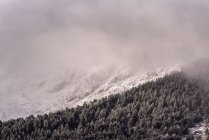 Толстый туман, плывущий над густыми лесами с хвойными деревьями на снежном склоне национального парка Испании в холодный мрачный зимний день — стоковое фото