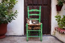Симпатичный волосатый кот лежит на зеленом стуле на террасе рядом с дверью жилого дома и зеленые горшки растений в городе — стоковое фото