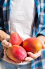Crop anonymous male farmer demonstrating handful of fresh colorful mangos while standing in garden during harvesting season on sunny day — Stock Photo