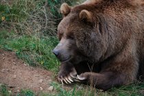 Дикий бурый медведь лежит в траве на дереве — стоковое фото