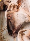 De dessus de troupeau de moutons se nourrissant dans la ferme pendant la journée — Photo de stock