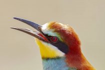 Small bee eater with colorful plumage in natural habitat — Stock Photo