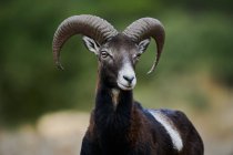 Crop of young male mouflon with small antlers standing in natural habitat on sunny day and looking away — Stock Photo