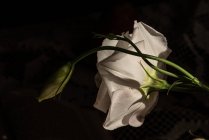Zarte weiße blühende Lisianthus-Blume auf grünem Stiel für Raumdekoration bei Sonnenlicht — Stockfoto
