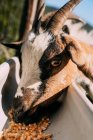 De cima de três cabras com pêlo fofo branco e marrom comendo juntos de alimentador de gado de metal preenchido com forragem por agricultores mão no dia ensolarado — Fotografia de Stock