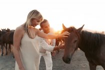 Любимые женщина и мужчина гладят добрых коричневых лошадей из стада, стоя в сельской местности летом — стоковое фото