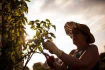 Vista lateral de la mujer madura jardinero poda las ramas de un árbol en su jardín a la luz del atardecer con luz de fondo - foto de stock