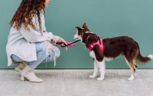 Crop unrecognizable female owner squatting near wall with adorable fluffy Border Collie dog on leash during stroll in city street — Stock Photo