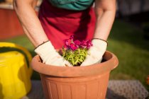 Mujer madura jardinera anónima, transfiere una planta a una maceta grande en su jardín casero - foto de stock