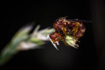 Sicus ferrugineus - вид мух из рода Sicus в семействе Conopidae — стоковое фото