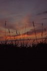 Espiguillas de hierba silvestre creciendo en la costa del mar bajo el cielo nublado colorido puesta del sol en la tranquila noche de verano en Liencres Cantabria España - foto de stock