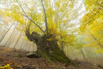 Cenário de árvore sem folhas com grandes galhos crescendo na floresta na temporada de outono — Fotografia de Stock
