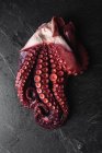 High angle closeup of fresh octopus tentacles with red suckers placed on dark table — Stock Photo