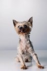 Adorable little fluffy purebred Yorkshire Terrier dog with tongue out looking at camera while sitting in white studio — Stock Photo