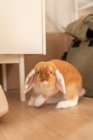 Милий кролик з коричневим хутром, що сидить на паркетній підлозі в кімнаті в квартирі — стокове фото