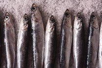 Top view of small anchovies served in row on salt on black table — Stock Photo
