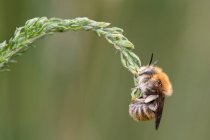 Anthophora bimaculata grasped with the jaws to a fine grass — Stock Photo