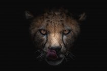 Potente ghepardo con macchie sul muso di pelliccia leccare con ombra mentre guardando la fotocamera su sfondo nero — Foto stock