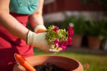 Анонімний зріла жінка садівник, переносить рослину у великий вазони в її домашньому саду — стокове фото