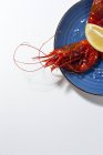 Gustosi frutti di mare di gamberetti rossi cotti con fette di limone fresco e sale grosso su sfondo bianco — Foto stock