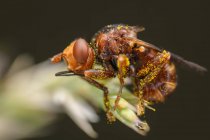 Sicus ferrugineus is a species of fly from the genus Sicus in the family Conopidae — Stock Photo