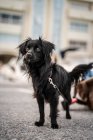 Affascinante cane con cappotto nero soffice e occhi marroni guardando lontano sulla strada asfaltata in città — Foto stock
