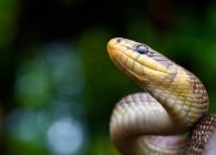 Portrait of Aesculapian snake (Zamenis longissimus) — Stock Photo