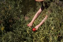Неузнаваемая женщина-фермер собирает спелые помидоры в саду в солнечный день в сельской местности — стоковое фото