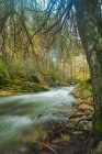 Río rápido que fluye sobre rocas en bosques musgosos en las tierras altas en un día soleado en exposición prolongada en el río Lozoya en el Parque Nacional Guadarrama - foto de stock