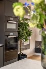 Интерьер современной кухни с темной серой мебелью и зелеными растениями в квартире в минимальном стиле — стоковое фото