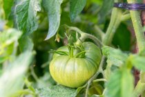 Closeup of green unripe tomato growing on lush plantation in countryside in summer — Stock Photo