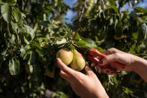 Cultivez une agricultrice méconnaissable avec des cisailles à élagage cueillette de poires fraîches dans un jardin d'été pendant la saison de récolte — Photo de stock