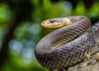 Retrato de serpente de Aesculapian (Zamenis longissimus) — Fotografia de Stock