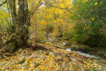 Мальовничий вид на спокійну річку, що тече крізь ліси в похмурий день восени — стокове фото