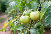 Großaufnahme grüner Tomaten, die im Sommer auf einer üppigen Plantage auf dem Land wachsen — Stockfoto