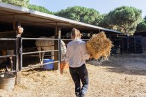 Vue arrière d'une agricultrice méconnaissable portant du foin pour chevaux dans une écurie sur un ranch — Photo de stock