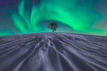 Spektakulärer Blick auf einen einsamen, blätterlosen Baum, der im Winter im schneebedeckten Tal unter dem Nachthimmel mit grün leuchtenden Polarlichtern wächst — Stockfoto
