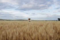 Visão traseira da fêmea anônima com cabelo voador correndo no prado com picos de trigo sob céu nublado — Fotografia de Stock