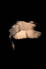 Large sized great heron with pointed beak and white plumage soaring on black background — Stock Photo