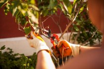 Mujer madura y anónima jardinero poda las ramas de un árbol en su jardín a la luz del atardecer - foto de stock