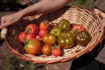 Agricultrice debout avec panier plein de tomates fraîches dans un champ agricole à la campagne — Photo de stock