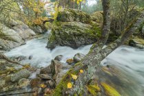 Vista pitoresca da cascata com fluido de água espumosa entre pedregulhos com musgo e árvores douradas no outono — Fotografia de Stock